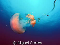 Roaming. by Miguel Cortés 